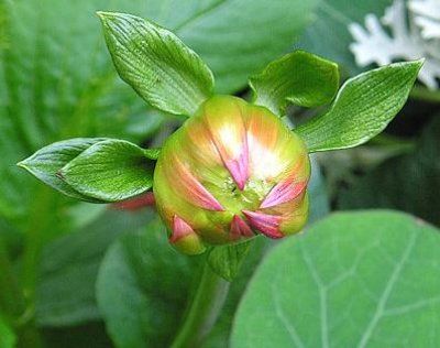 Dahlia 'Helga', boboc