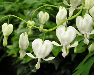 Dicentra spectabilis 'Alba'