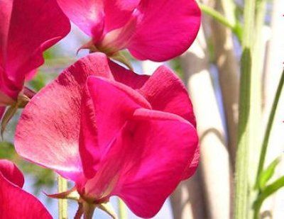 Sweet pea 'Winston Churchill'