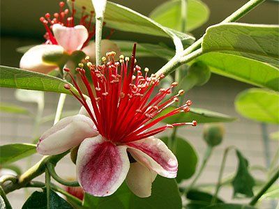 floare de feijoa, pom fructifer exotic