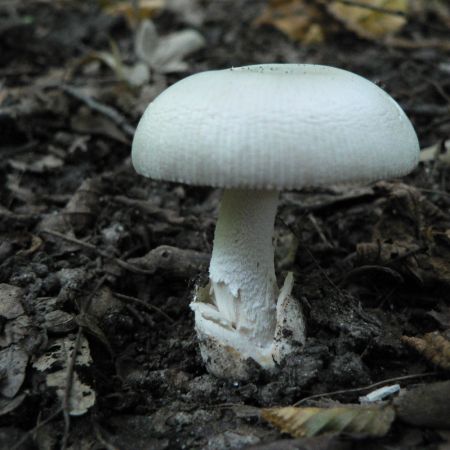 Amanita vaginata var.alba