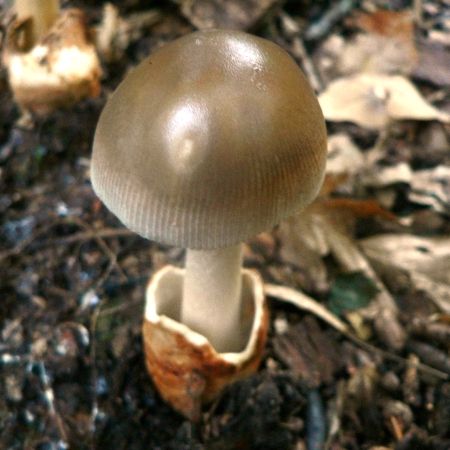 Amanita vaginata