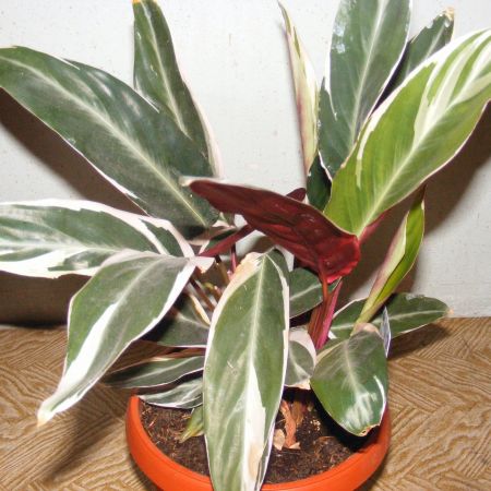 calathea