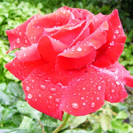 wett rose