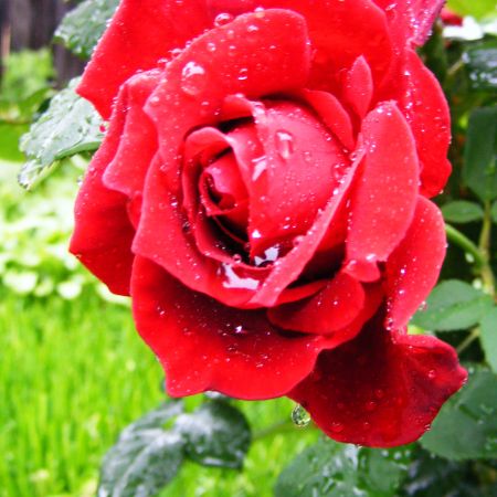 trandafir dupa ploaie