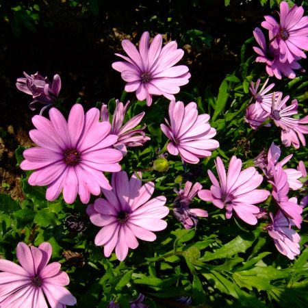 Osteospermum