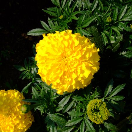 Craite - Tagetes patula