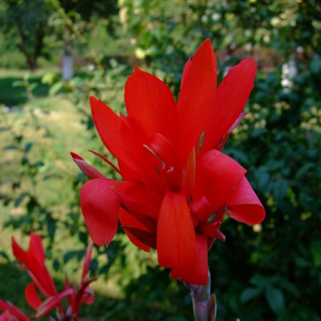 Canna indica