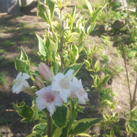 va rog sa-mi spuneti cum se numeste aceasta planta