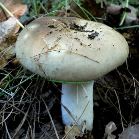 Russula heterophylla