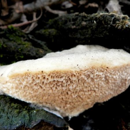 Trametes suaveolens