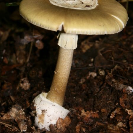 Amanita phalloides