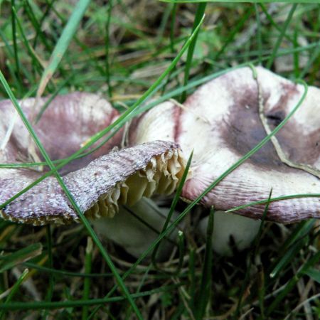 Russula fragilis