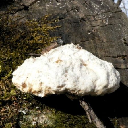 Trametes suaveolens