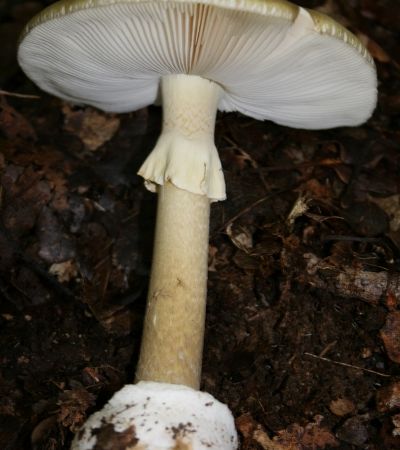 Amanita phalloides