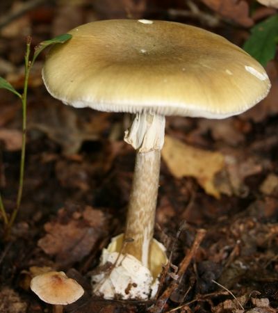 Amanita phalloides