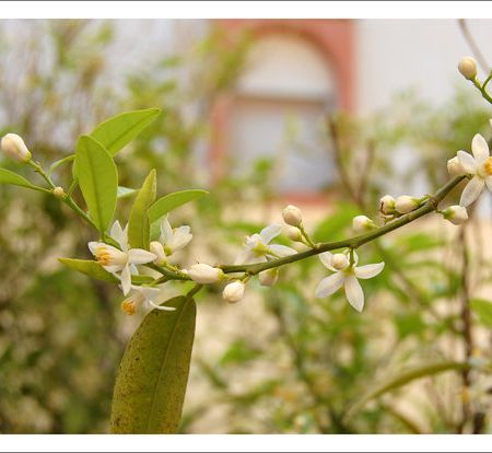 flori portocal