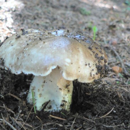 Russula densifolia