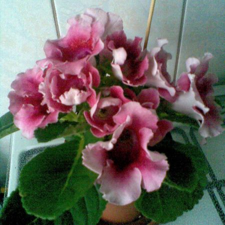 Gloxinia