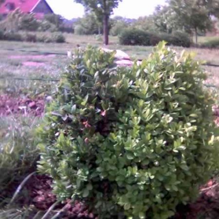 buxus