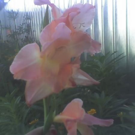 gladiola de gradina