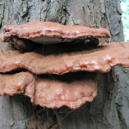 Ganoderma lucidum