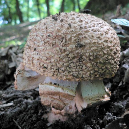 Amanita rubescens