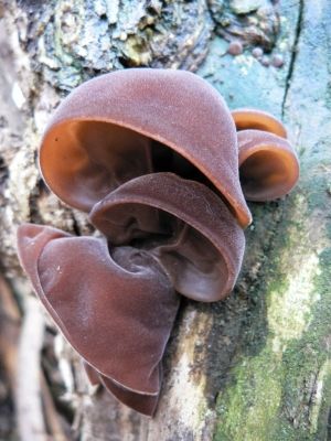 Auricularia auricula-judae