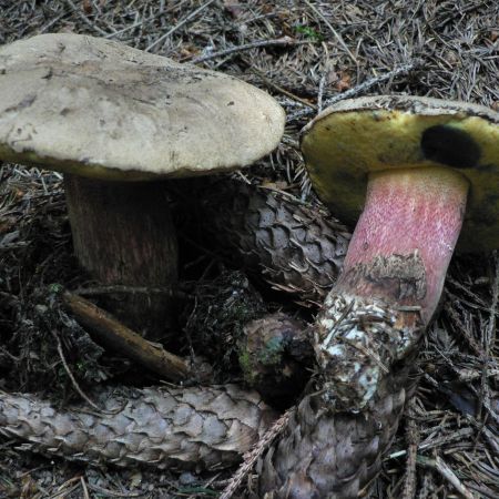 Boletus calopus