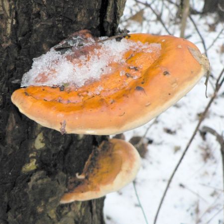 Fomitopsis pinicola