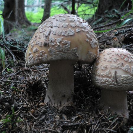 Amanita rubescens