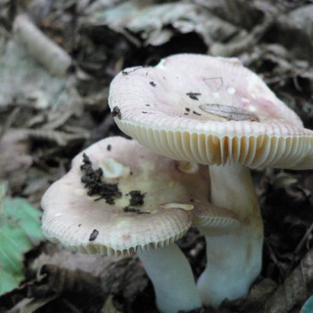 Russula betularum