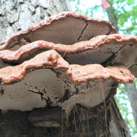 Ganoderma lucidum