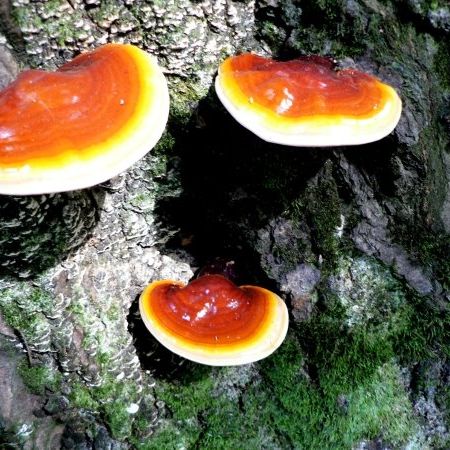 Ganoderma lucidum