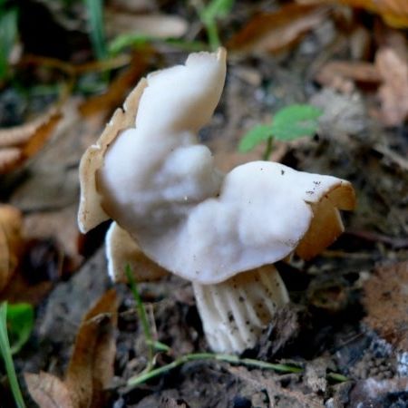 Helvella crispa