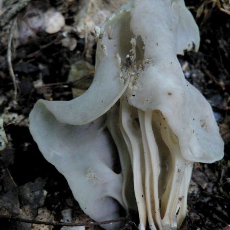 Helvella crispa