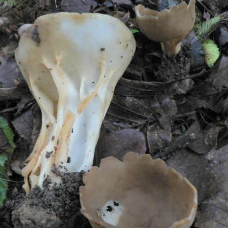 Helvella acetabulum