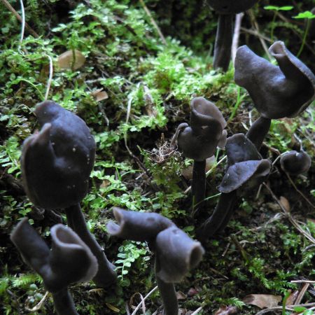 Helvella pezizoides