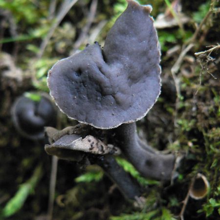 Helvella pezizoides