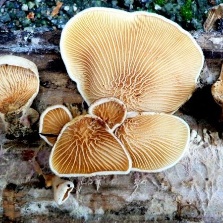 Paxillus panuoides