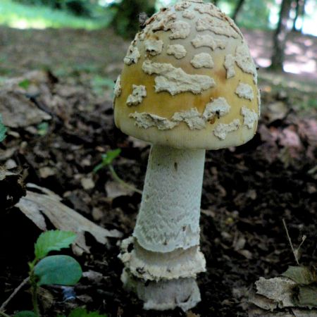 Amanita ceciliae