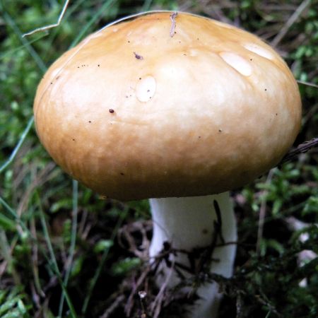 Russula ochroleuca