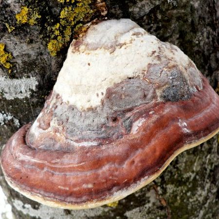 Fomitopsis pinicola