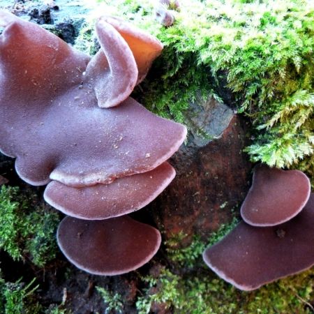 Auricularia auricula-judae