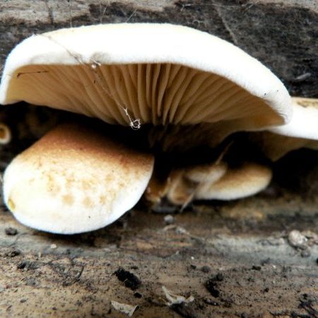 Paxillus panuoides