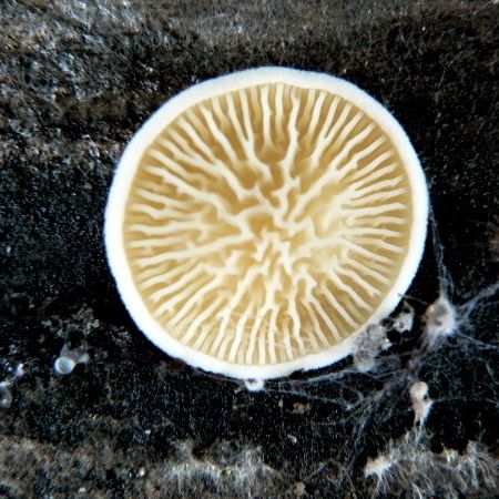 Paxillus panuoides