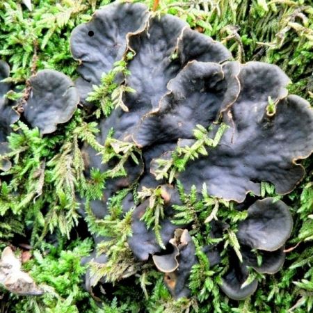 Peltigera canina