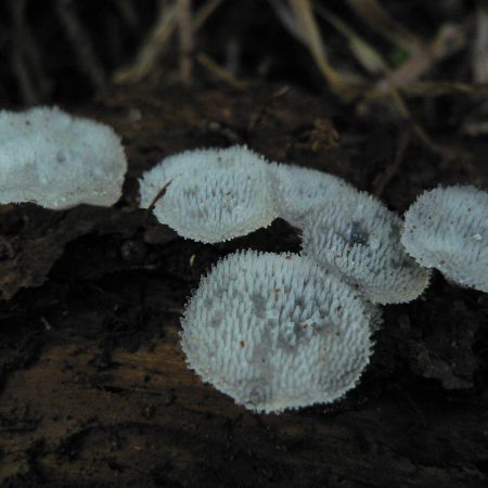 Pseudohydnum gelatinosum