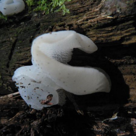 Pseudohydnum gelatinosum