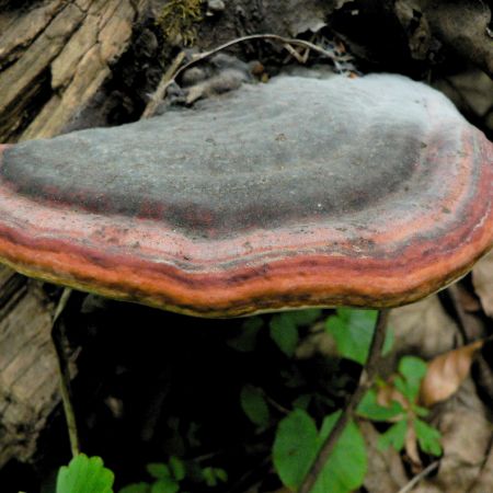 Fomitopsis pinicola